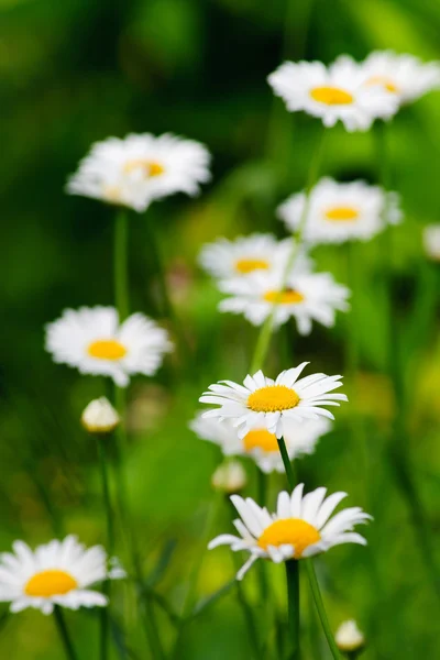 카모마일 신선한 꽃 — 스톡 사진