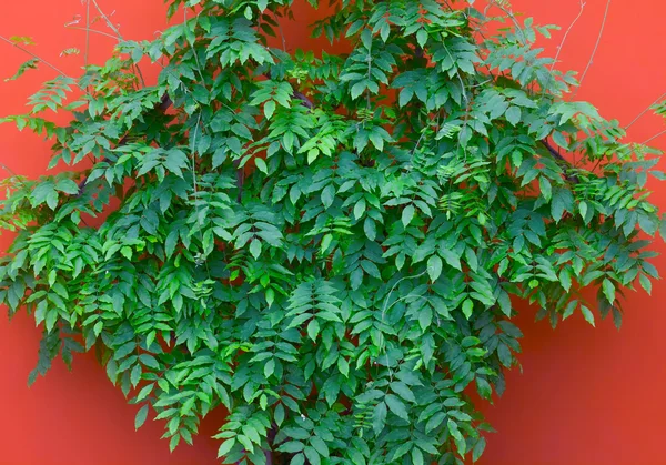 Grüne Blätter an orangefarbener Wand — Stockfoto