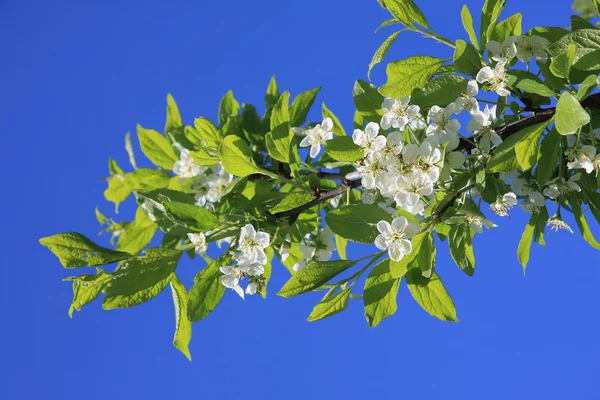 Flowering tree branch — Stock Photo, Image