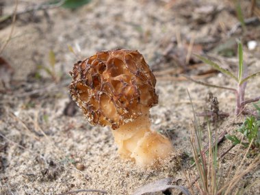 Mantar morel konik (Morchella conica)