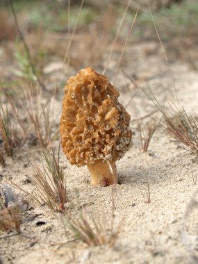 Mantar morel konik (Morchella conica)