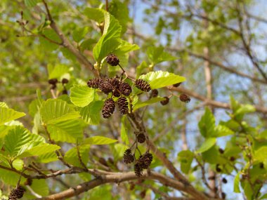 Branch of an alder black with young leaves and old soplodiya (Alnus glutinosa) clipart