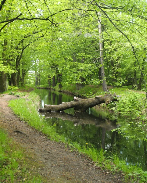 Potok w drewnie wiosna — Zdjęcie stockowe