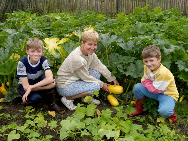 stock image The woman with children collects vegetable marrows