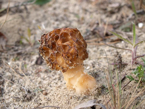 Cônico de morel de cogumelos (Morchella conica ) — Fotografia de Stock