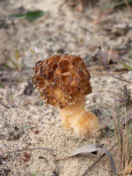 Cônico de morel de cogumelos (Morchella conica ) — Fotografia de Stock