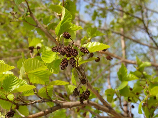 Genç yapraklarda ve yaşlı soplodiya siyah bir kızılağaç dalı (alnus glutinosa) — Stok fotoğraf