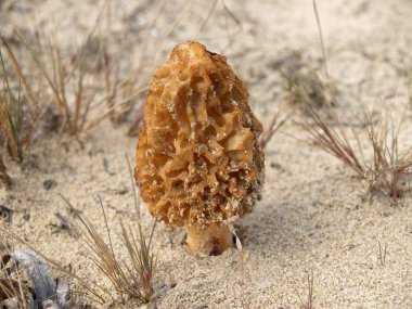 Mantar morel konik (Morchella conica)