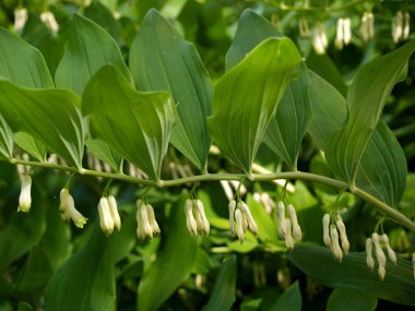 Blossoming купена multifloral (Polygonatum multiflorum)