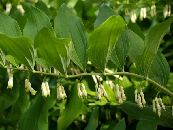 Blossoming купена multifloral (Polygonatum multiflorum) — Stock fotografie
