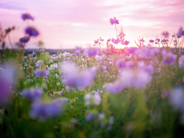 Çiçek arkaplanı — Stok fotoğraf