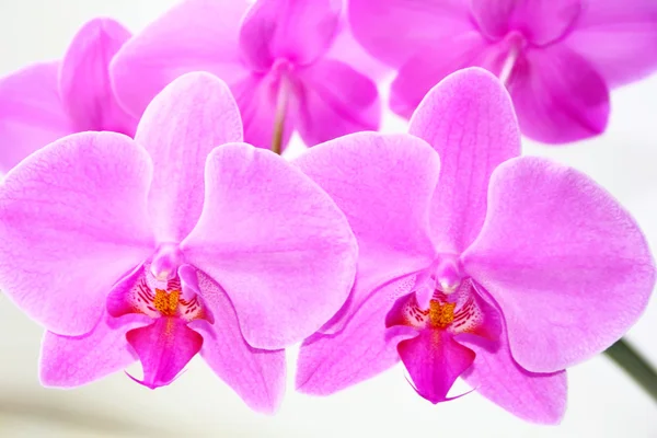 Gyönyörű orchidea — Stock Fotó