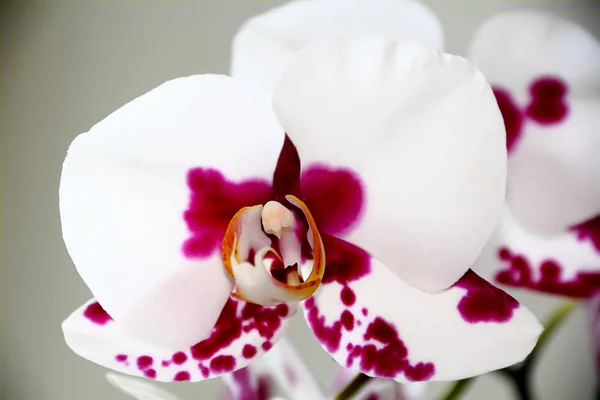 Hermosa orquídea —  Fotos de Stock