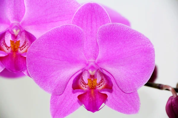 Hermosa orquídea — Foto de Stock