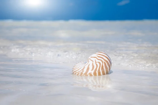 Muszla piasek słońce i ocean — Zdjęcie stockowe