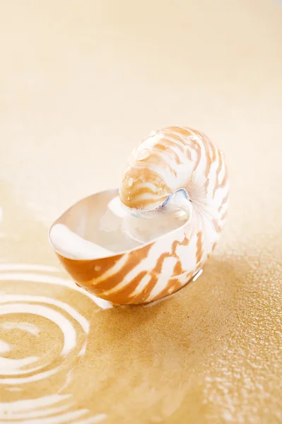 Nautilus-Schale voller Wasser im Meeressand — Stockfoto