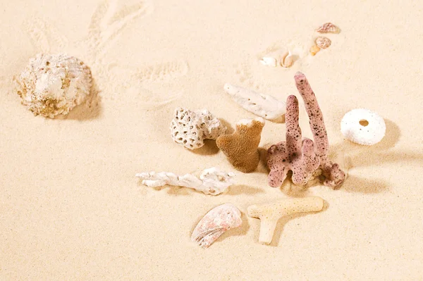 Dried corals and shell on sand. — Stock Photo, Image