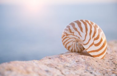 Nautilus seashell sand on sunrise and ocean clipart