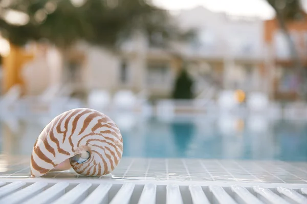 stock image Nautilus shall at swimming pool edge, super shallow dof, hotel o