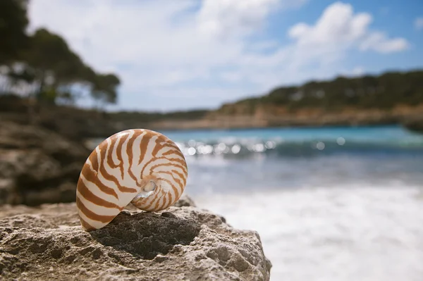 Spiaggia di conchiglie del Nautilus e Mar Mediterraneo — Foto Stock