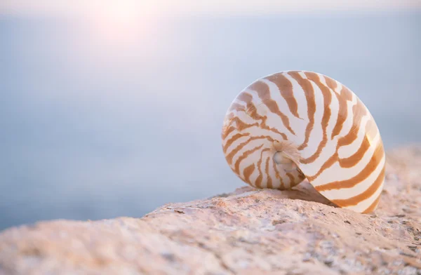 Nautilus seashell sand on sunrise and ocean — Stock Photo, Image