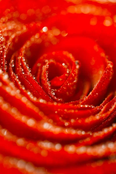 水滴、浅い被写し界深度と深い赤のバラの花の背景 — ストック写真