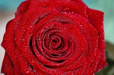 Deep red rose frower background with water drops, shallow DOF clipart