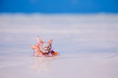 Tropic seashell kum güneş ve deniz