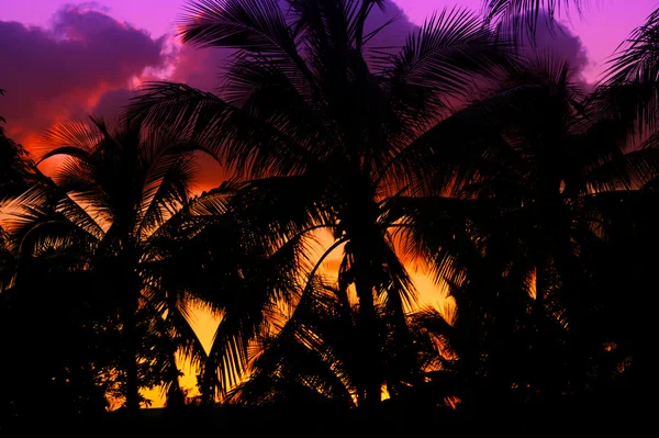 Silhouette palme al tramonto in tropico — Foto Stock