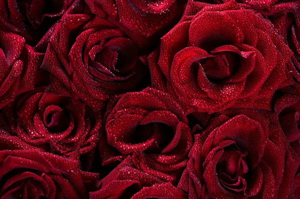Ciemny czerwony z kropelek czerwone róże naturalne tło — Zdjęcie stockowe