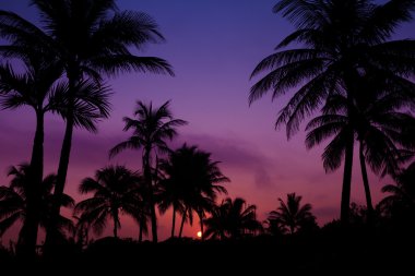 palmtrees siluet gündoğumu tarihinde Dönencesi içinde