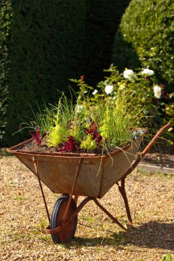 Decorative garden whellbarrow with culinary herbs clipart