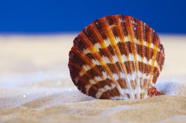 Large seashell and real sand on a deep blue studio beach backgro clipart