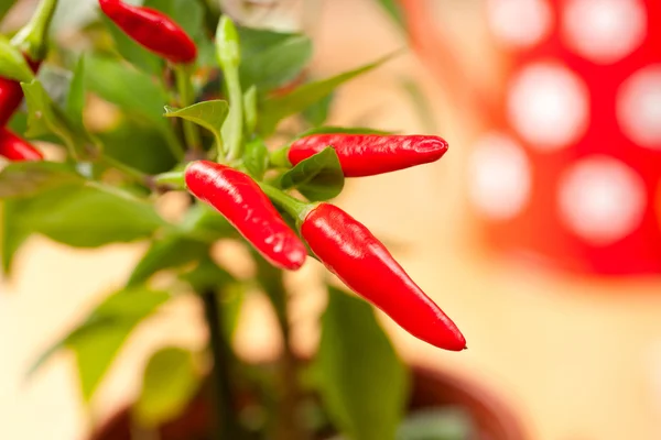 Červené chilli pepř rostlin, velmi horké! — Stock fotografie