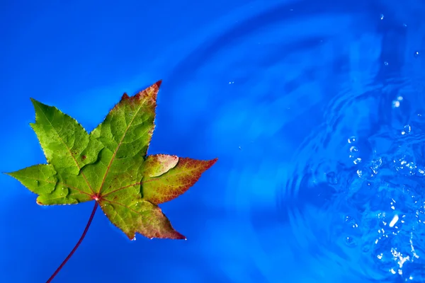 Fall leaf on the rain in a puddle, shallow dof — Stock Photo, Image