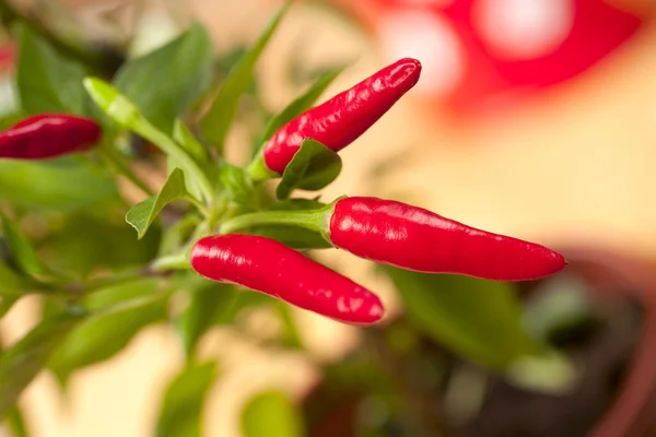 Červené chilli pepř rostlin, velmi horké! mělký zaměření — Stock fotografie