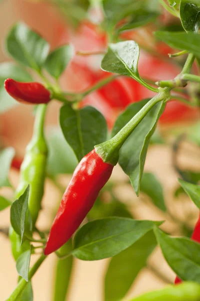 Röd chili peppar plant, mycket hett! grunt fokus — Stockfoto