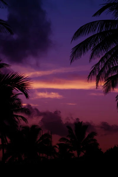 Palmträd siluett på soluppgången i tropic — Stockfoto