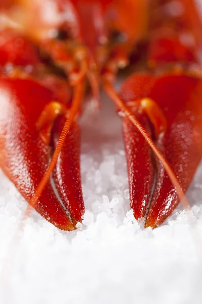 Cooked freshwater crayfish on sea salt — Stock Photo, Image