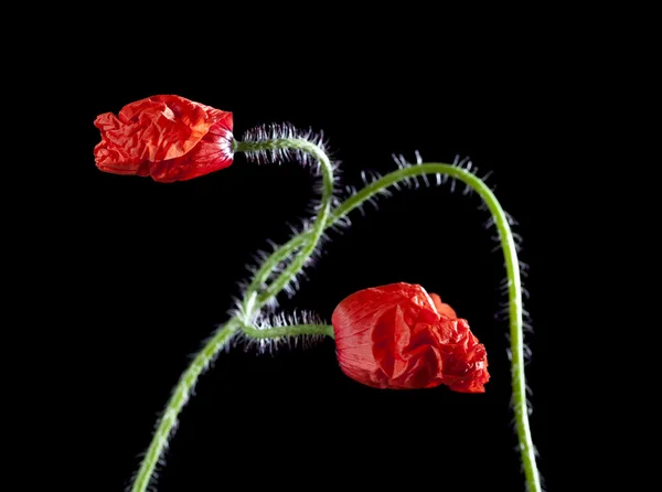 Два все еще закрытых маковых цветка переплетены, против черной backgrou — стоковое фото