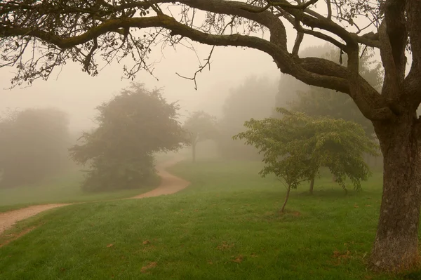 stock image Morning english fog in a park, warm light