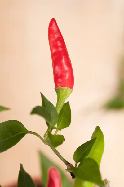 Red chilli pepper plant, very hot! shallow focus — Stock Photo, Image