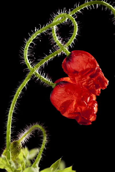 缠绕在一起的两个罂粟花朵 — 图库照片
