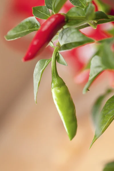 Grön chili peppar plant, mycket hett! — Stockfoto