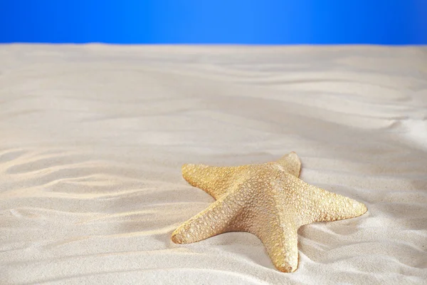 Grande estrela-do-mar e areia real em um estúdio fundo de praia — Fotografia de Stock