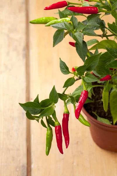 Röd chili peppar plant, mycket hett! grunt fokus — Stockfoto