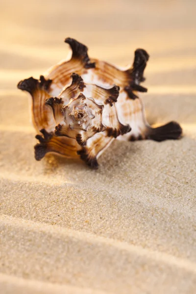 贝壳和沙子与 brigth 温暖的光 — 图库照片