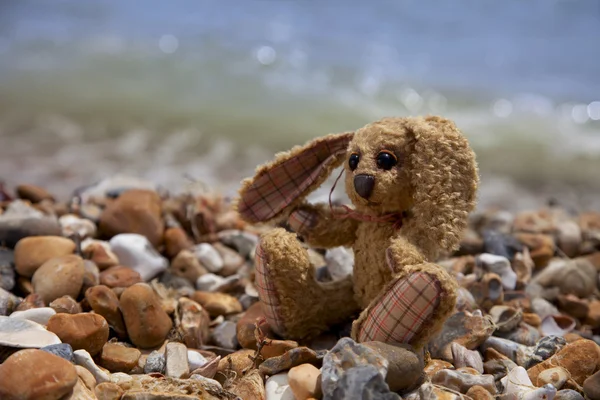海の小石の多いビーチに座っている小さなウサギ, — ストック写真