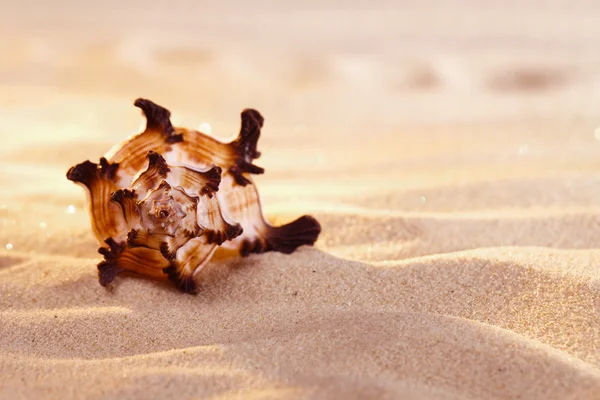 Θαλασσινό κοχύλι και άμμο με ζεστό φως brigth — Φωτογραφία Αρχείου