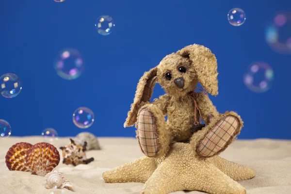 Маленький кролик сидить на морській зірці, пляжна вечірка — стокове фото